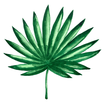 Watercolor exotic green leafs illustration. Watercolor leave set. Exotic colorful plant. Tree jungle green trees. Realistic botanical illustrations for wedding design, cards. png