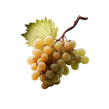 Grape fruits isolated on transparent background png
