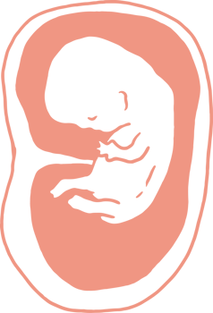 Stages of pregnancy growth, pregnancy calendar, fetal development foetus cycle from 1 to 9 month png