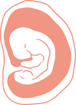 Stages of pregnancy growth, pregnancy calendar, fetal development foetus cycle from 1 to 9 month png