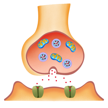 Chemical synapses structure illustration png