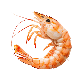 Red boiled prawn or tiger shrimp as package design element png