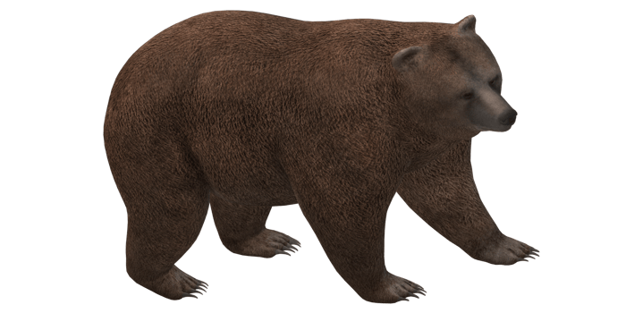 Brown bear isolated on a Transparent Background png
