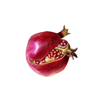 Ripe pomegranate bursting. Watercolor illustration. for design solutions. png