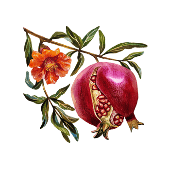 Garnet. Pomegranate fruit on a branch with a flower. Watercolor illustration. For design solutions for labels, packaging, textiles and postcards, etc. png