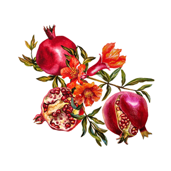 Pomegranate fruits are whole, burst and half on a branch with a flower. Watercolor illustration. For design solutions for labels, packaging, textiles and postcards, etc. png