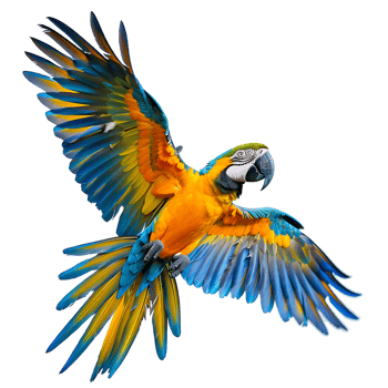 Macaw parrot flying isolated transparent background png