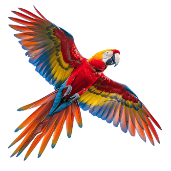 Macaw parrot flying isolated transparent background png