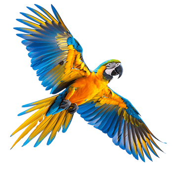 Macaw parrot flying isolated transparent background png
