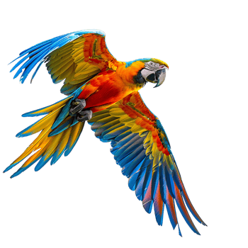 Macaw parrot flying isolated transparent background png