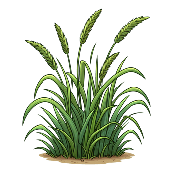 green young wheat illustration png