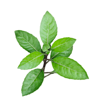 a green tree leaf on a branch with white background png