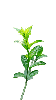 a plant with leaves on a branch of Jasmine flower tree, a plant with green leaves on a transparent background png