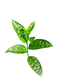 a plant with leaves on a branch of Jasmine flower tree, a plant with green leaves on a transparent background png