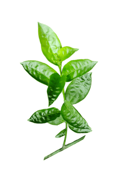 a green Jasmine flower plant with leaves on it, on a transparent background png