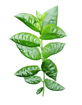 green tea leaves on a white background, a group of green a plant for Jasmine flower with green leaves that is from the plant png