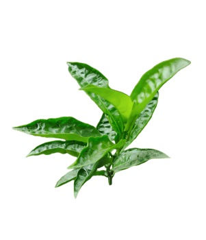 green tea leaves on a white background, a group of green a plant for Jasmine flower with green leaves that is from the plant png