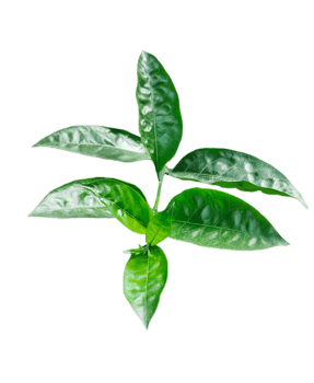 a green Jasmine flower plant with leaves on it, on a transparent background png