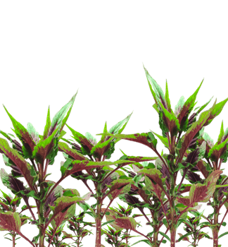 a group of rooster comb plants with green leaves and red stems png