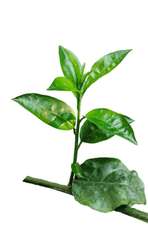 a plant with leaves on a branch of Jasmine flower tree, a plant with green leaves on a transparent background png