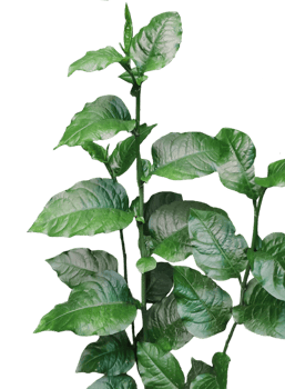 a plant with green leaves of a group of green a plant for Jasmine flower plant png