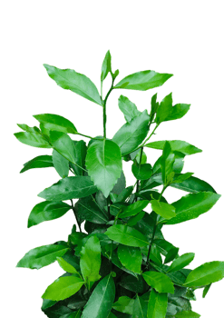a close photo of green tree leaf brush on white background, green leaves on a plant on a transparent background png