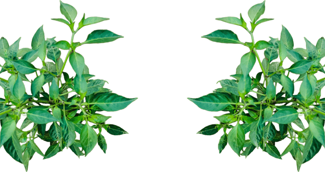 a plant of green chili with green leaves on a white background, green chili tree leaves isolated on white png