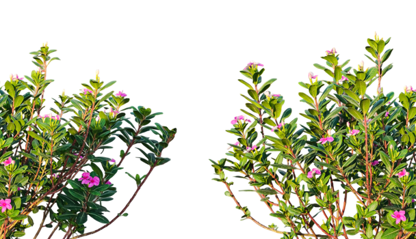 a group of pink color flowers plants frame on a transparent background png