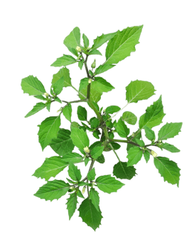 a green tree leaf and flowers on a branch with white background, png