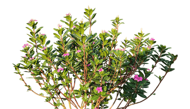 a group of pink color flowers plants frame on a transparent background png