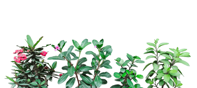 a group of pink color flowers plants frame on a transparent background png