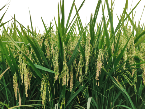Rice field transparent background image, Paddy field with green leaves and ripe rice png