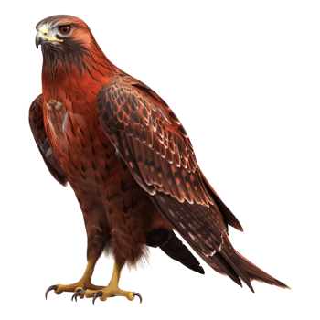 3D Rendering of a Red Tailed Hawk on Transparent Background png