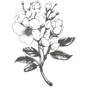 Cherry flower and leaves drawing. Botanical rose, branch and berry Black ink sketch. Great for tattoo, invitations, greeting cards, decor. png