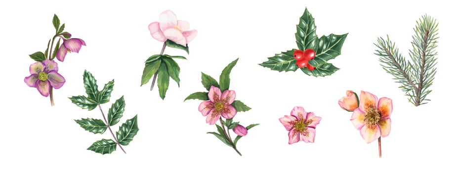 Set of hellebores, spruce branches, holly leaves. Spruce, pine, winter flowers, green leaves. Green ilex leaves with bunch of red berries. Watercolor illustration for poster, textile design, cover. vector
