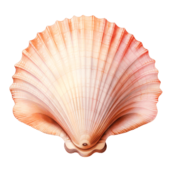 Seashell Isolated Detailed Watercolor Hand Drawn Painting Illustration png