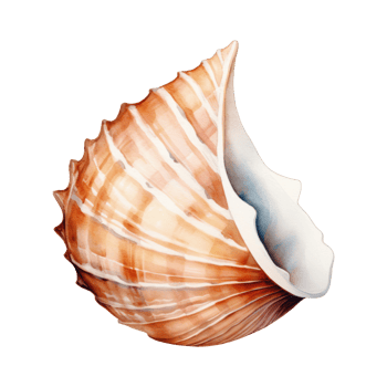 hermit shell Isolated Detailed Watercolor Hand Drawn Painting Illustration png