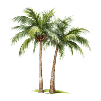 Palm tree Isolated Detailed Watercolor Hand Drawn Painting Illustration png