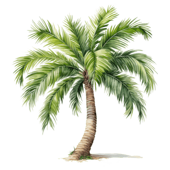 Palm tree Isolated Detailed Watercolor Hand Drawn Painting Illustration png