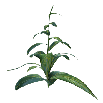Plant isolated on transparent png