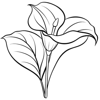 Calla Lily flower plant outline illustration coloring book page design, Calla Lily flower plant black and white line art drawing coloring book pages for children and adults vector