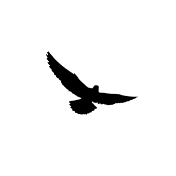 Flying bird silhouette png