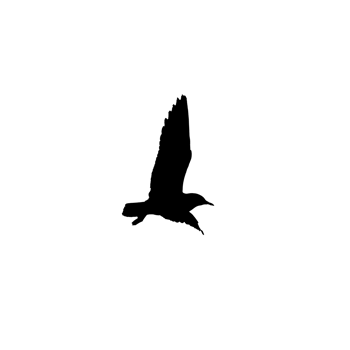 Flying bird silhouette png