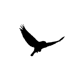 Flying bird silhouette png