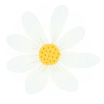 White Daisy flower png