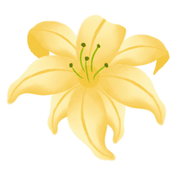 Yellow clematis flower png