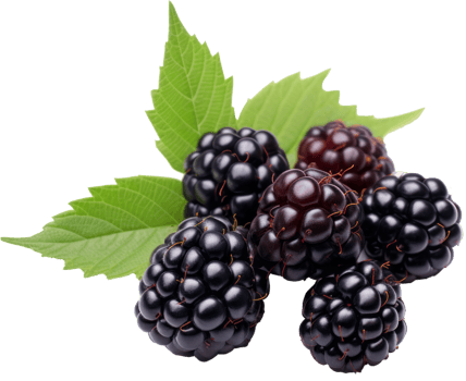 buleberry on transparent background png
