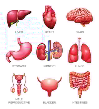Human internal organs set. Liver, heart, brain, stomach, kidneys, lungs, male reproductive, bladder and intestines. Illustration vector