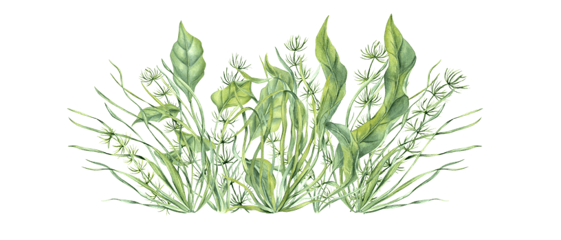 Aquarium green plants. Botanical composition with Sea grass, kelps. Algae, seaweeds. Underwater herbs. Watercolor illustration. png