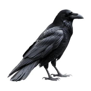 Black Crow on Transparent background png